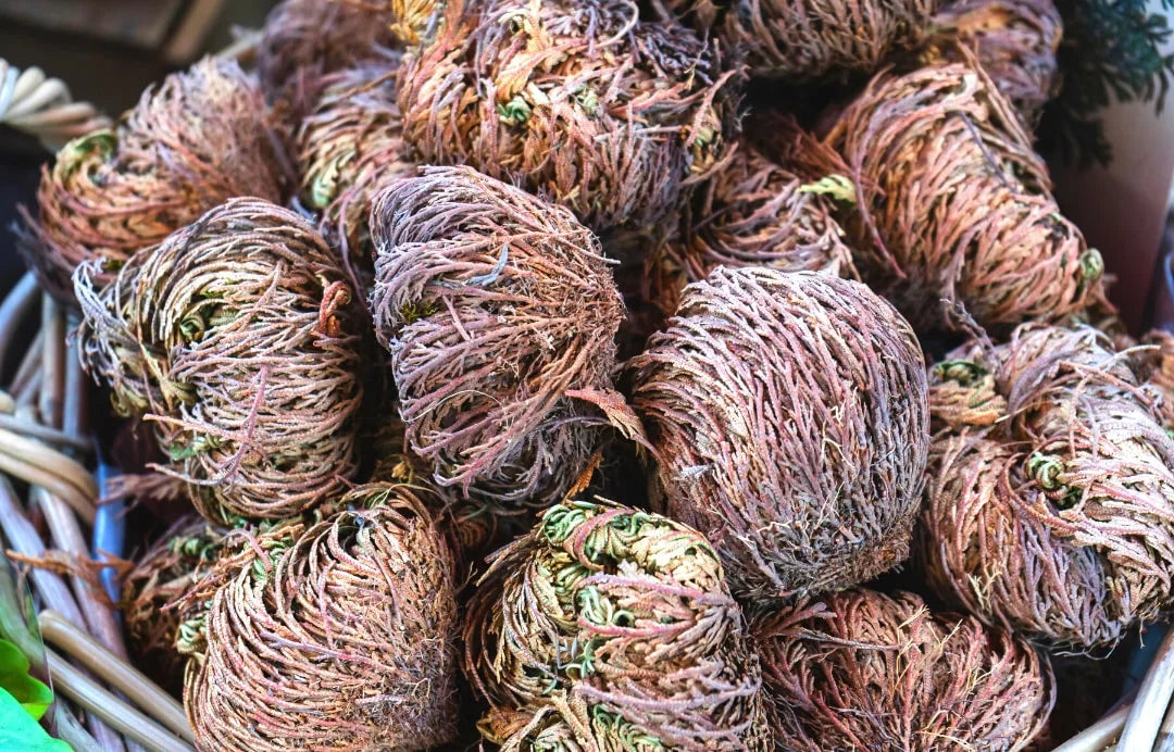 Rose of Jericho