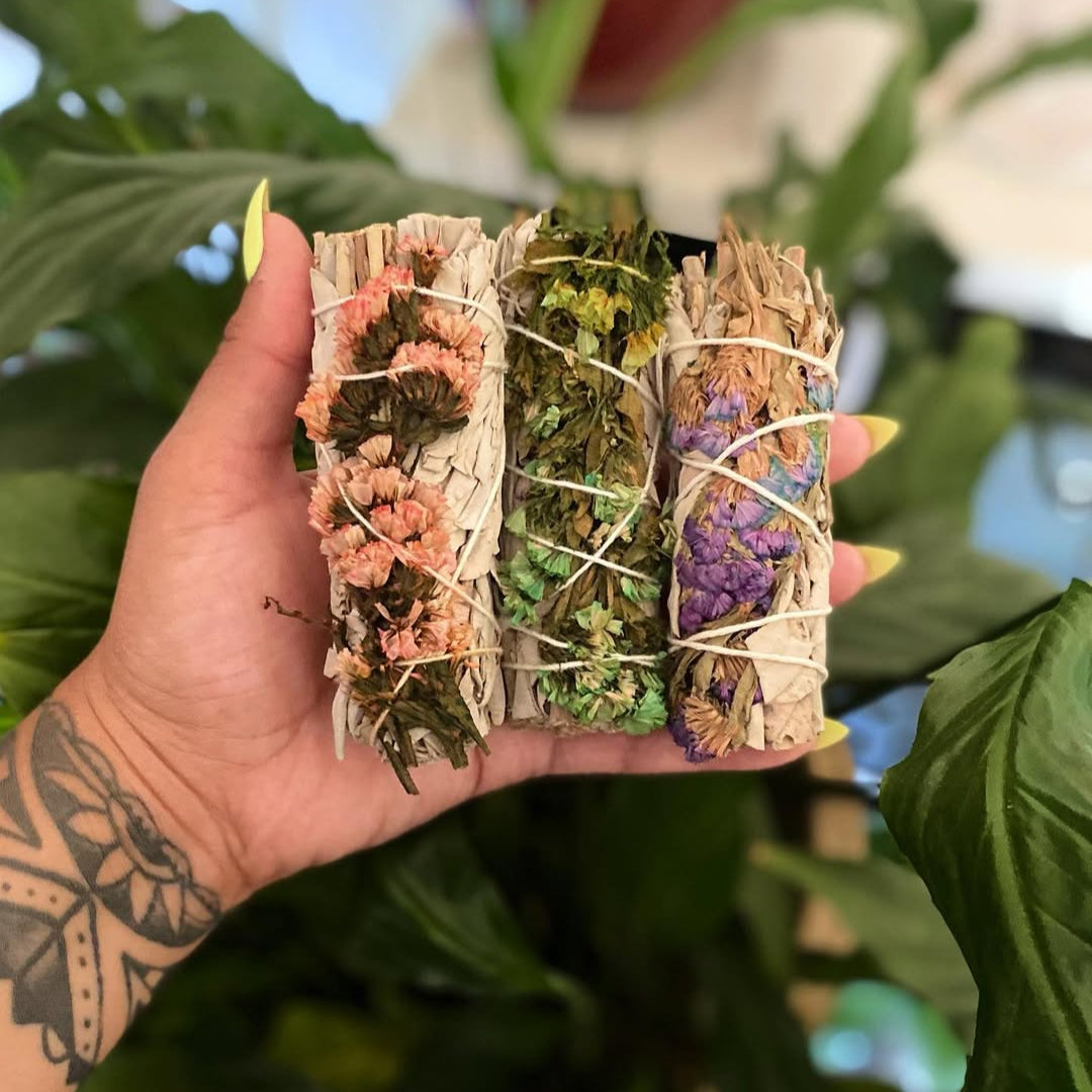 Sinuata + White Sage 4 Inch