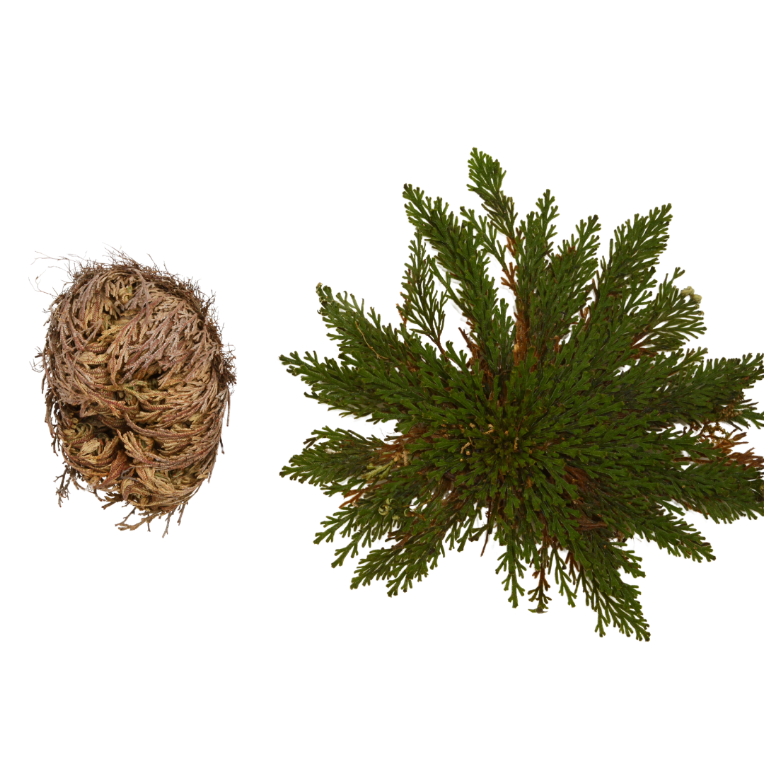 Rose of Jericho