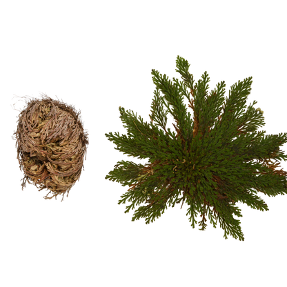 Rose of Jericho