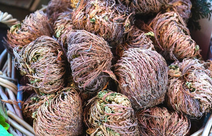 Rose of Jericho
