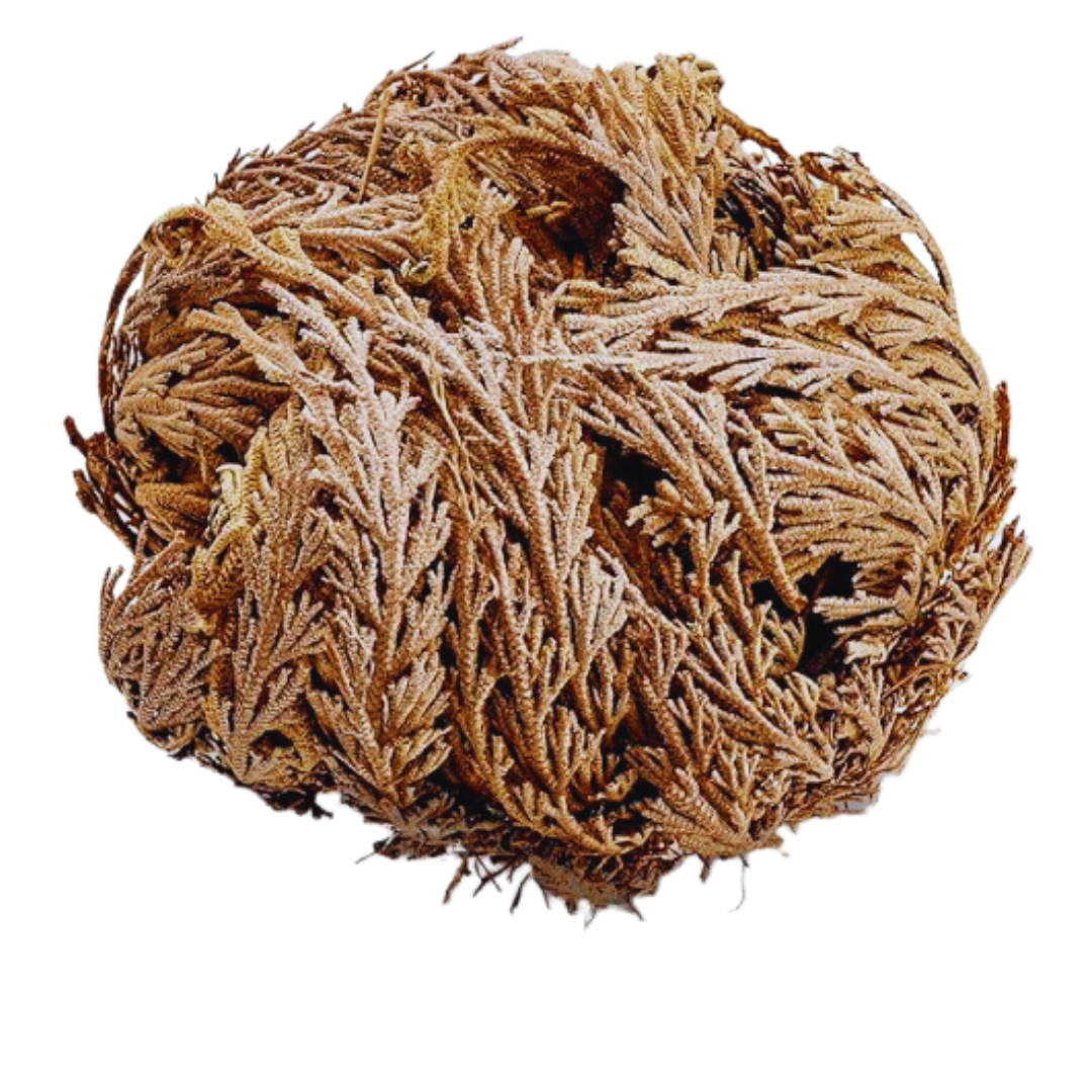 Rose of Jericho