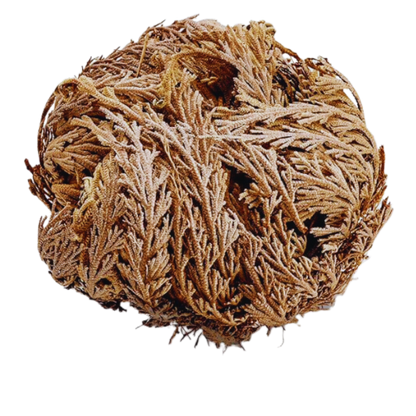 Rose of Jericho