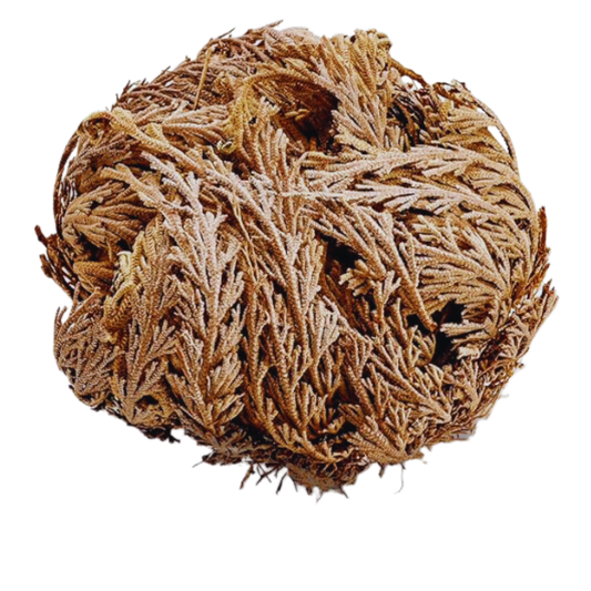 Rose of Jericho